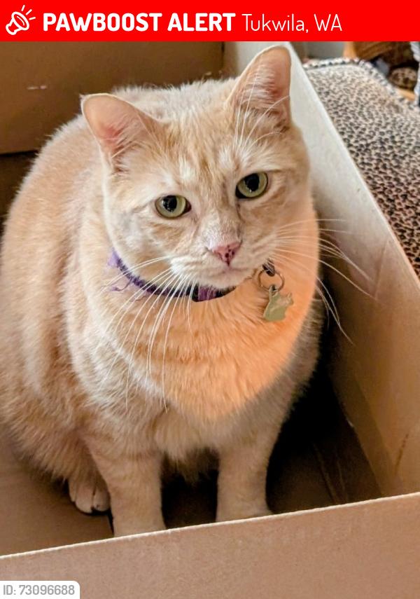 Lost Male Cat last seen Sunwood blvd, Tukwila, WA 98188