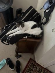 Lost Male Cat last seen Cascade st., Fairfield, CA 94533