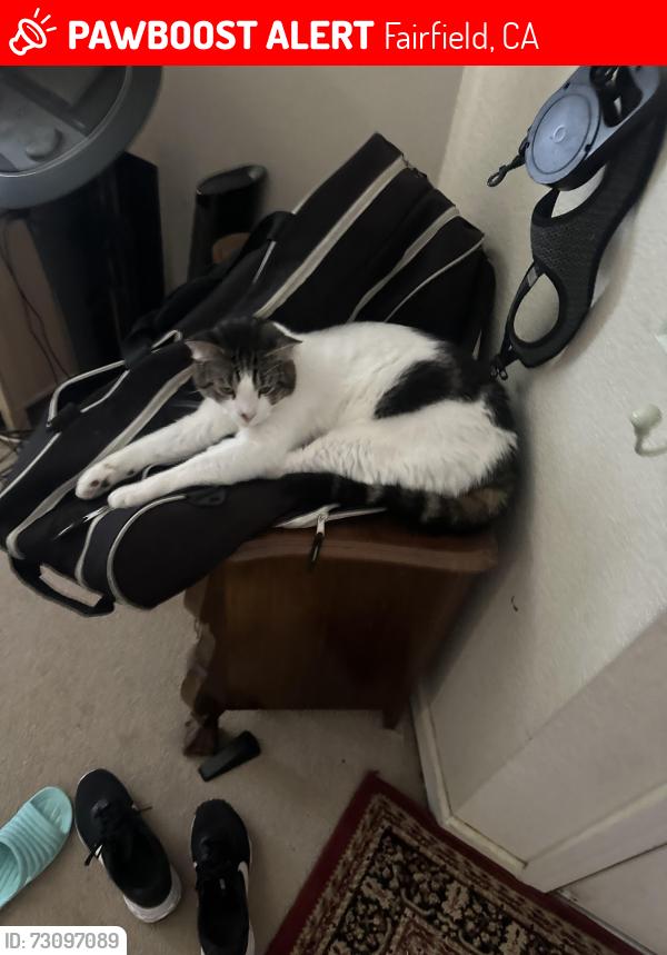 Lost Male Cat last seen Cascade st., Fairfield, CA 94533