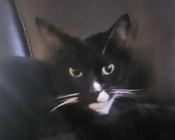 Lost Male Cat last seen Hammock rd Abello, Palm Bay, FL 32909