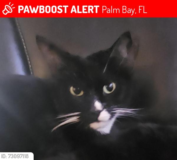 Lost Male Cat last seen Hammock rd Abello, Palm Bay, FL 32909