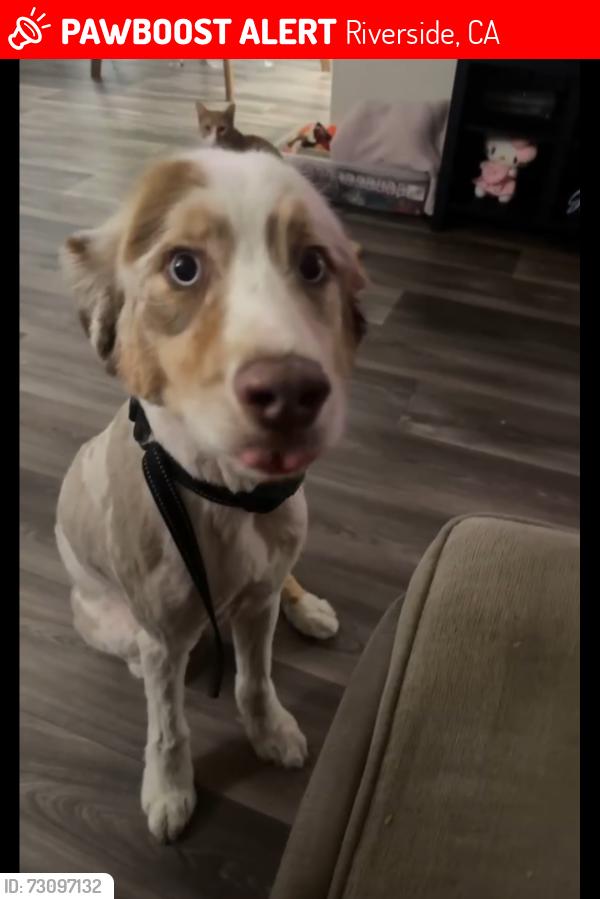 Lost Male Dog last seen Blaine Iowa, Riverside, CA 92507