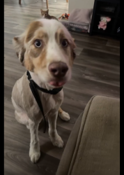 Lost Male Dog last seen Blaine Iowa, Riverside, CA 92507