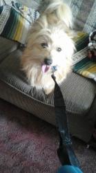 Lost Male Dog last seen Sawmill area (San Lorenzo and and Avenida Bernalillo), Bernalillo, NM 87004