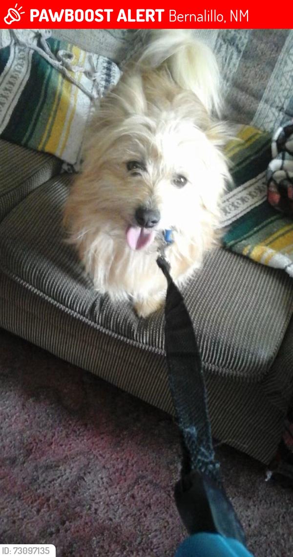 Lost Male Dog last seen Sawmill area (San Lorenzo and and Avenida Bernalillo), Bernalillo, NM 87004