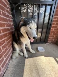 Found/Stray Unknown Dog last seen los pastores Restaurant. 3806 E Rosedale StFort Worth, TX 76105United States, Fort Worth, TX 76105