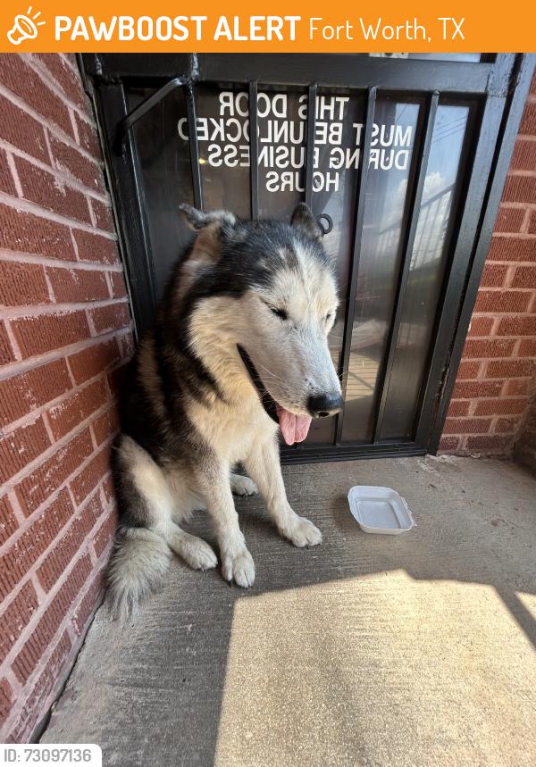 Found/Stray Unknown Dog last seen los pastores Restaurant. 3806 E Rosedale StFort Worth, TX 76105United States, Fort Worth, TX 76105