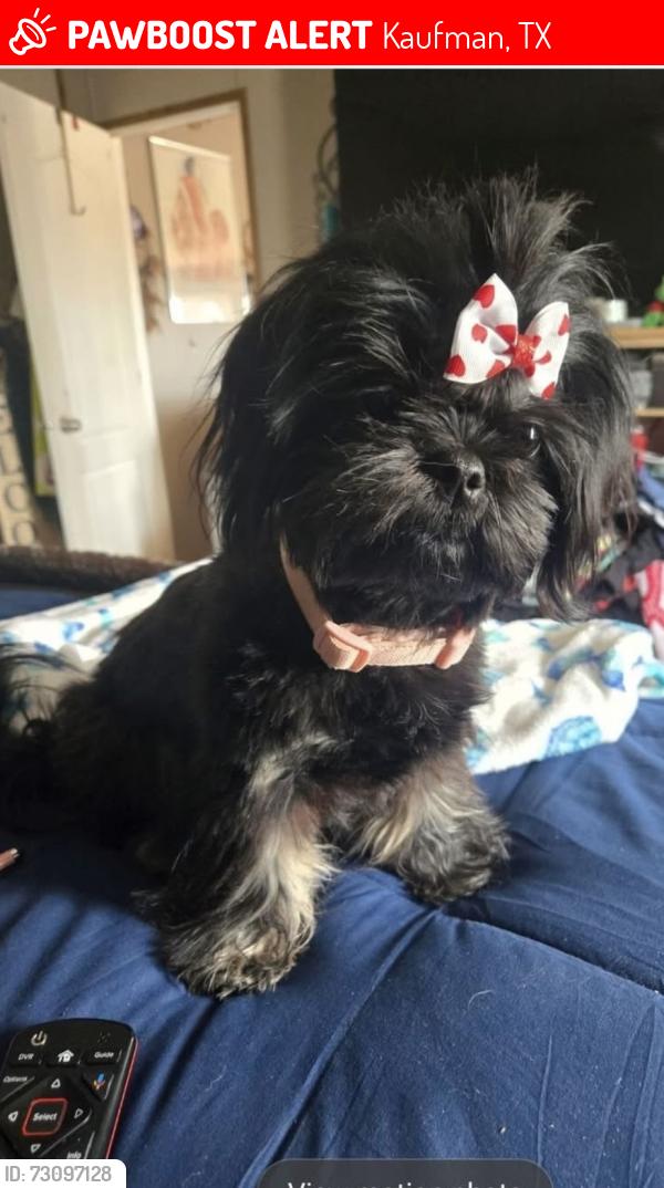 Lost Female Dog last seen Cheryl ln and 2728, Kaufman, TX 75142