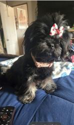 Lost Female Dog last seen Cheryl ln and 2728, Kaufman, TX 75142