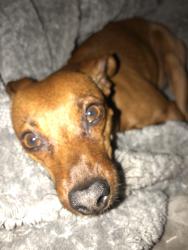 Lost Male Dog last seen 54th Sheridan, Arvada, CO 80002
