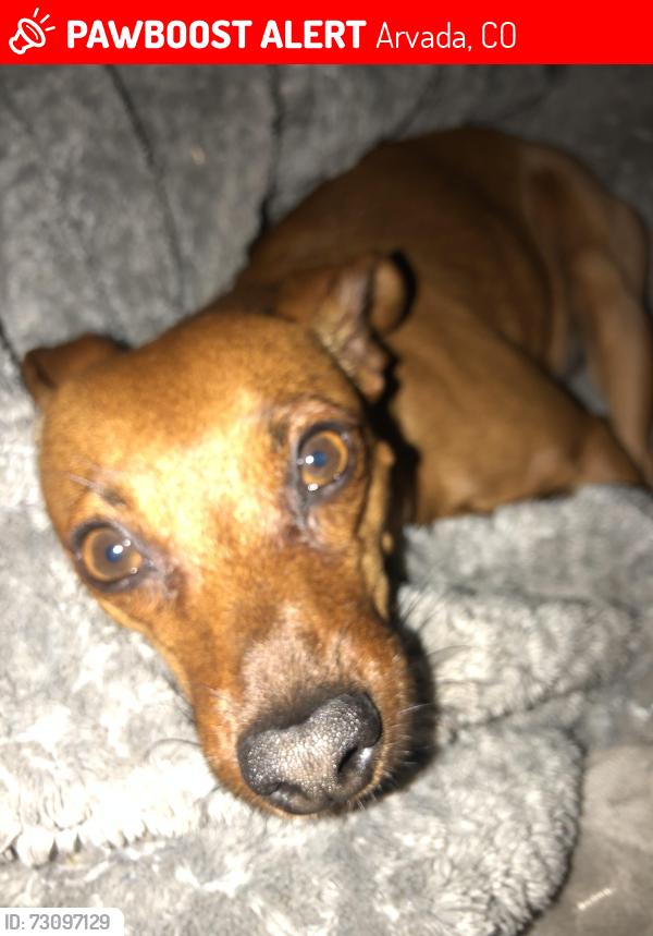 Lost Male Dog last seen 54th Sheridan, Arvada, CO 80002
