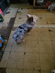 Found/Stray Unknown Dog last seen Highway 185 north of the Blue Moon, Las Cruces, NM 88007