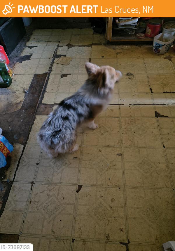 Found/Stray Unknown Dog last seen Highway 185 north of the Blue Moon, Las Cruces, NM 88007