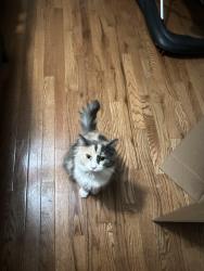 Lost Female Cat last seen county road 30, Kitts Hill, OH 45645
