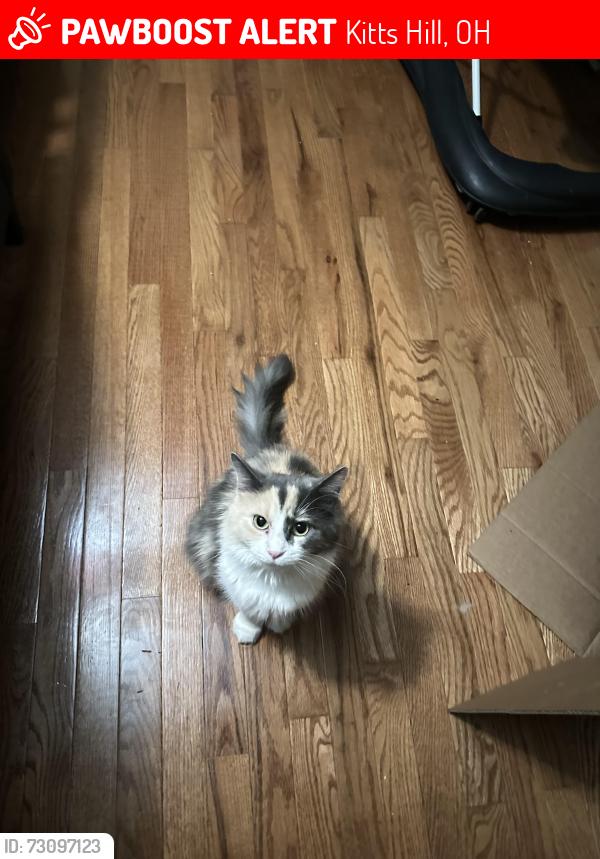 Lost Female Cat last seen county road 30, Kitts Hill, OH 45645
