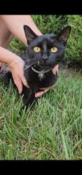 Found/Stray Unknown Cat last seen Near Concord and Michigan in Xenia, Xenia, OH 45385