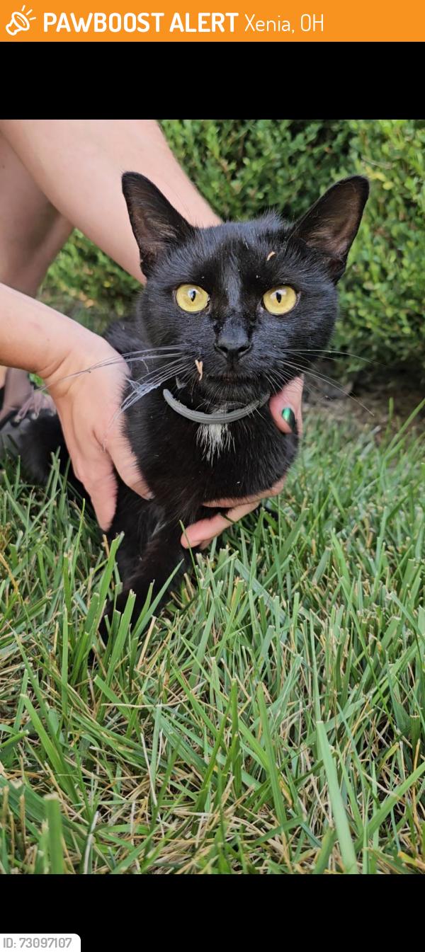 Found/Stray Unknown Cat last seen Near Concord and Michigan in Xenia, Xenia, OH 45385