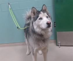 Shelter Stray Male Dog last seen Near BLOCK MUSEUM DR, RENO NV 89501, 2825 Longley Ln Suite A, Reno, NV 89502, USA