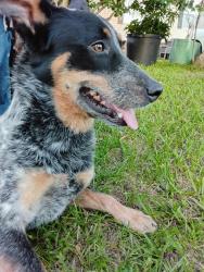 Lost Male Dog last seen Terri ln, Montgomery County, TX 77355