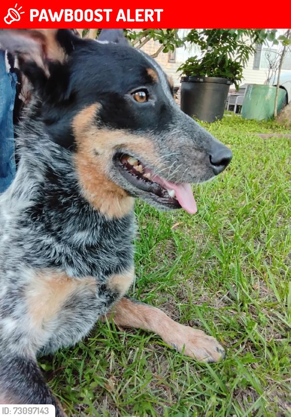 Lost Male Dog last seen Terri ln, Montgomery County, TX 77355