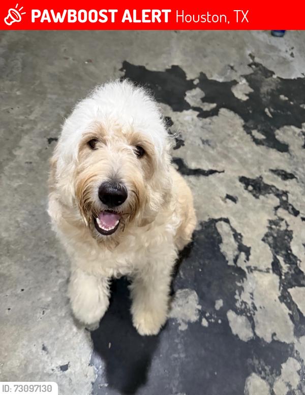 Lost Male Dog last seen Upland willow and gray alder , Houston, TX 77038