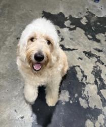 Lost Male Dog last seen Upland willow and gray alder , Houston, TX 77038