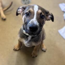 Shelter Stray Female Dog last seen LASSES, 4710 TX-151, San Antonio, TX 78227, USA