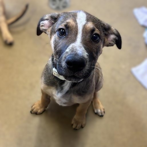 Shelter Stray Female Dog last seen LASSES, 4710 TX-151, San Antonio, TX 78227, USA