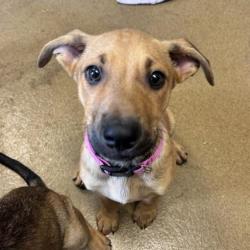 Shelter Stray Female Dog last seen LASSES, 4710 TX-151, San Antonio, TX 78227, USA