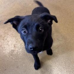 Shelter Stray Female Dog last seen LASSES, 4710 TX-151, San Antonio, TX 78227, USA