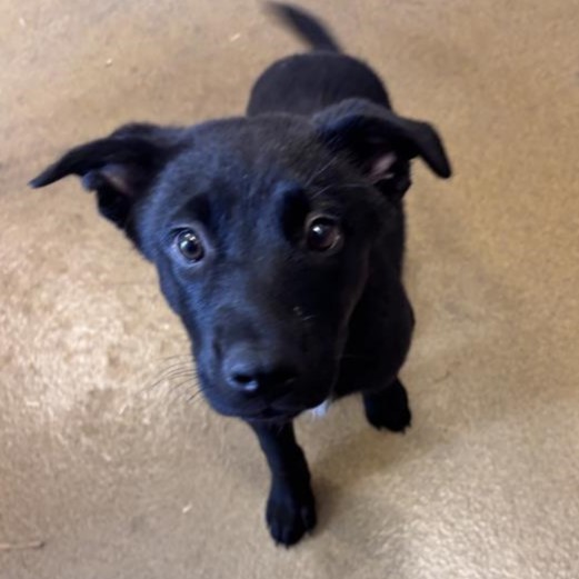 Shelter Stray Female Dog last seen LASSES, 4710 TX-151, San Antonio, TX 78227, USA