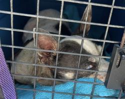 Shelter Stray Female Dog last seen S. CLAYTON ST/CRANE AVE MT DORA 32757, 12280 County Rd 448, Tavares, FL 32778, USA
