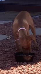 Found/Stray Unknown Dog last seen Country Club, San Marcos, CA 92069