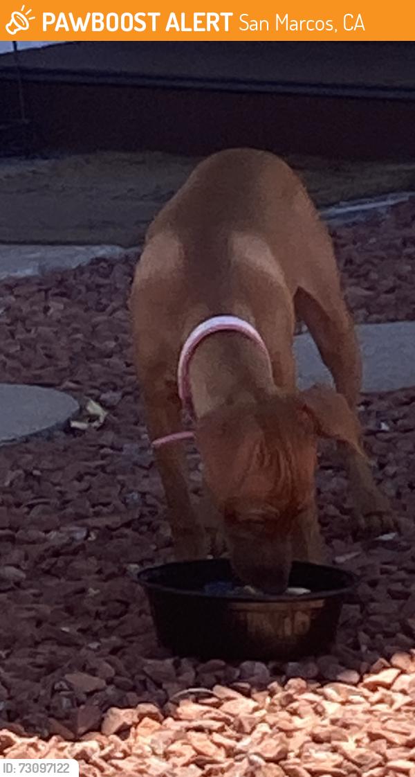 Found/Stray Unknown Dog last seen Country Club, San Marcos, CA 92069