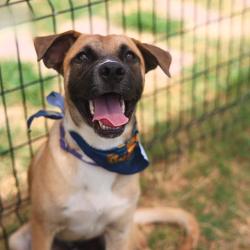Shelter Stray Male Dog last seen Near BLOCK W COMMERCE ST, 4710 TX-151, San Antonio, TX 78227, USA