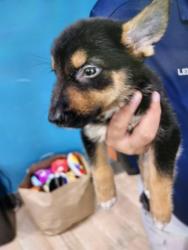 Shelter Stray Male Dog last seen MCHARD, 8311 Freedom Dr, Pearland, TX 77581, USA
