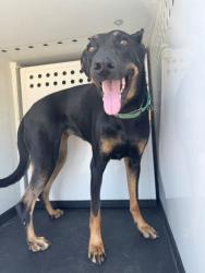 Shelter Stray Female Dog last seen Near BLK S BAKER ST, BAKERSFIELD CA, 201 S Mt Vernon Ave, Bakersfield, CA 93307, USA