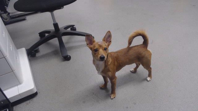 Shelter Stray Male Dog last seen 10TH X FOLSOM, 1419 Bryant St, San Francisco, CA 94103, USA