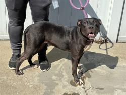 Shelter Stray Female Dog last seen Near BLOCK RANGELAND ROAD, 3528 Newburg Rd, Louisville, KY 40218, USA