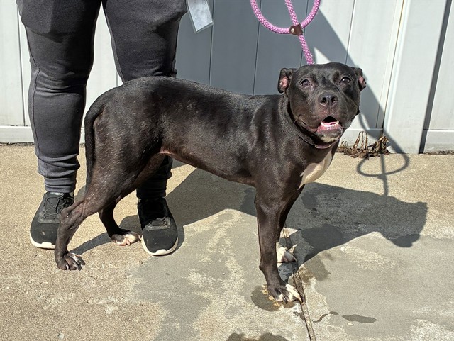 Shelter Stray Female Dog last seen Near BLOCK RANGELAND ROAD, 3528 Newburg Rd, Louisville, KY 40218, USA
