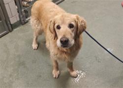 Shelter Stray Male Dog last seen Near BLOCK SAWMILL RD SANTA FE NM 87505, 100 Caja Del Rio Rd, Santa Fe, NM 87507, USA