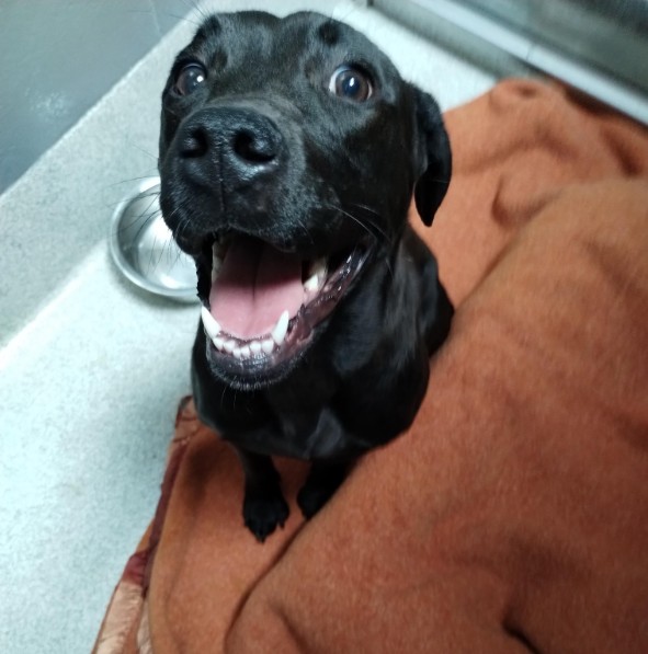 Shelter Stray Female Dog last seen , 1590 Fortmann Way, Alameda, CA 94501, USA