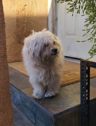 Found/Stray Male Dog last seen Found outside of house on Van Noord Ave in Valley Glen, Los Angeles, CA 91401
