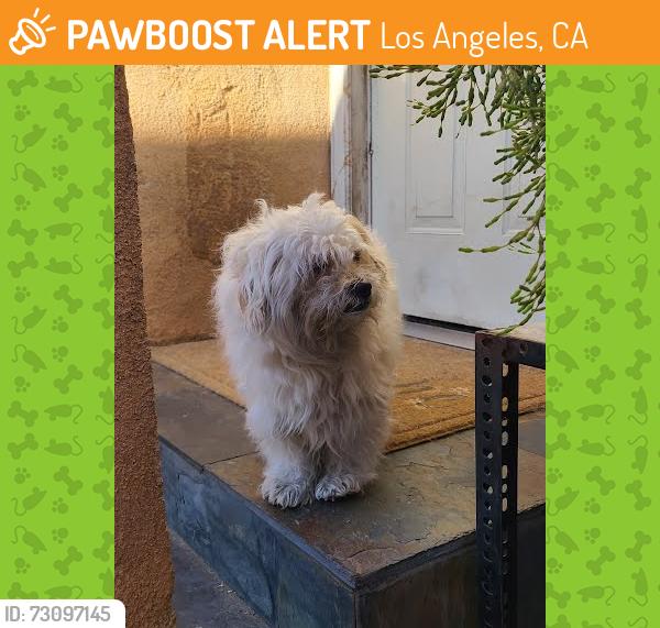 Found/Stray Male Dog last seen Found outside of house on Van Noord Ave in Valley Glen, Los Angeles, CA 91401