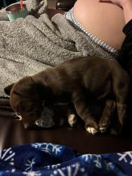 Lost Male Dog last seen Near Brett Jackson rd Fort Worth Texas, Fort Worth, TX 76179