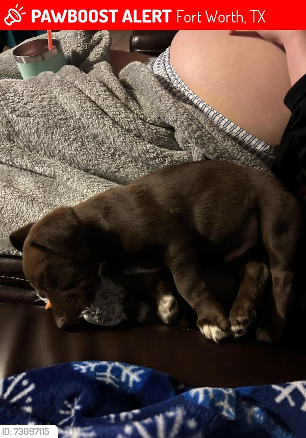 Lost Male Dog last seen Near Brett Jackson rd Fort Worth Texas, Fort Worth, TX 76179