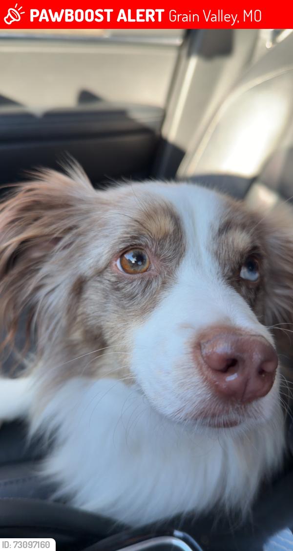 Lost Male Dog last seen Broadway, Grain Valley, MO 64029
