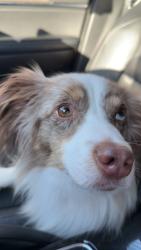 Lost Male Dog last seen Broadway, Grain Valley, MO 64029