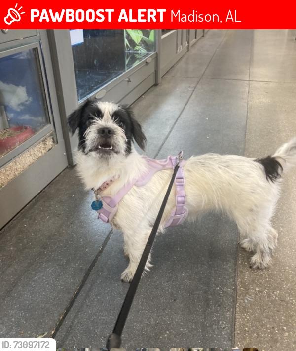Lost Female Dog last seen Hutchins Circle, Madison, AL 35756