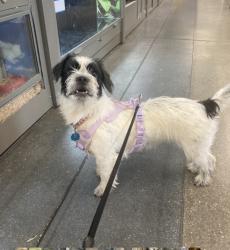 Lost Female Dog last seen Hutchins Circle, Madison, AL 35756